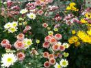 各種の立花の菊①