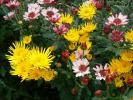 各種の立花の菊②