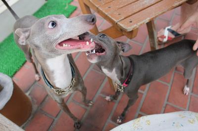IMG_2748_convert_20120719113628.jpg