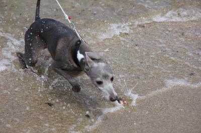 IMG_3101_convert_20120805173130.jpg
