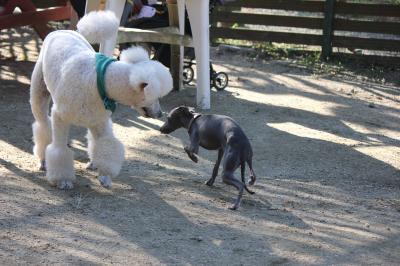IMG_5556_convert_20121023225206.jpg