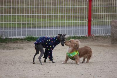 IMG_6078_convert_20121114210935.jpg