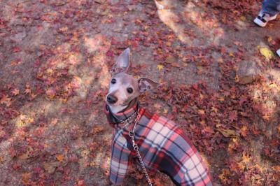 IMG_6182_convert_20121126192342.jpg