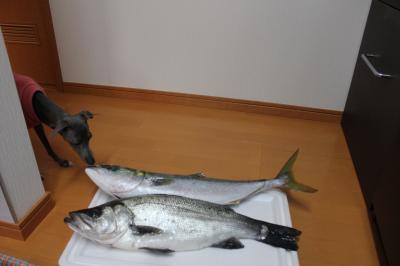 IMG_6799_convert_20121227000752.jpg