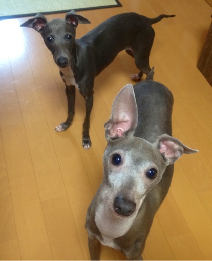 fc2blog_20120801113214421.jpg