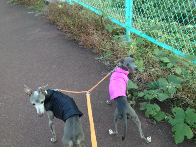 fc2blog_20121109101726e6c.jpg