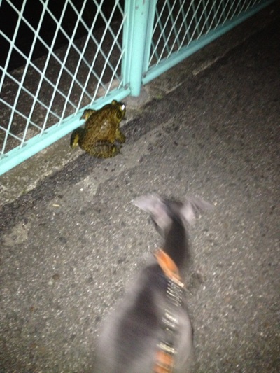 fc2blog_20121110012302ef1.jpg