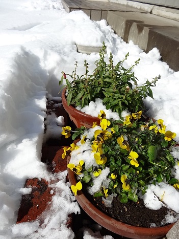 植物は強し