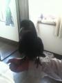 karasu.jpg