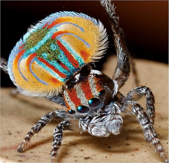 ピーコックスパイダー
