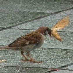 120814H 022スズメ食B
