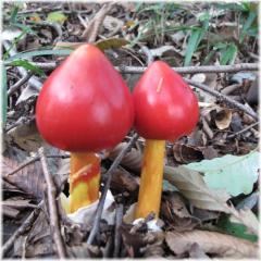 121007G 029キノコA
