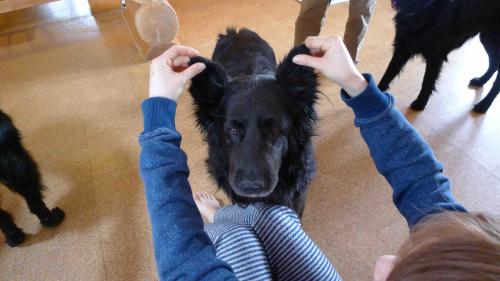 ファン君犬種変更