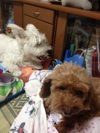 IMG_0073_convert_20120925200730.jpg