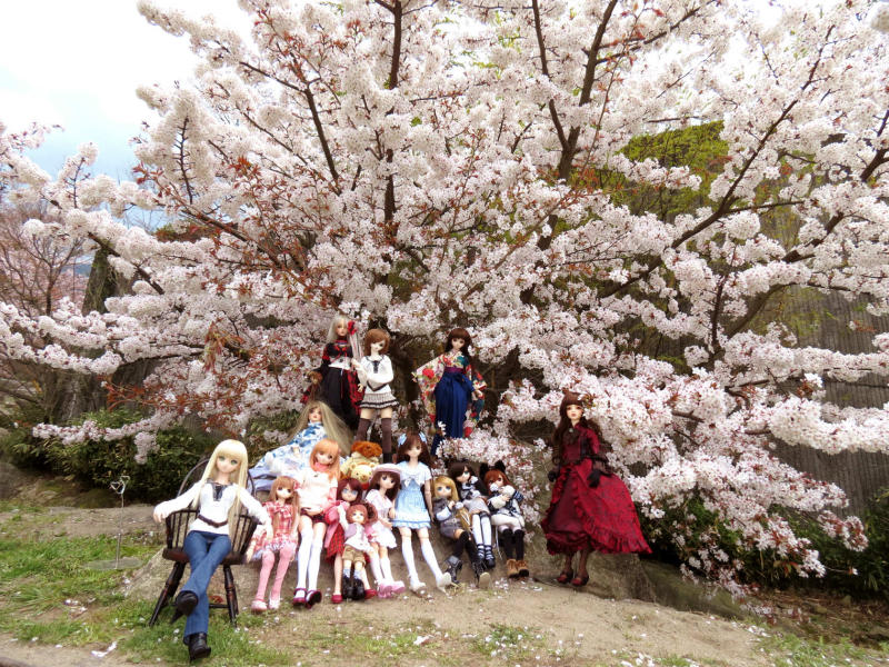 sakura16.jpg