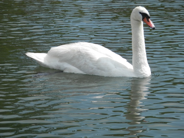 P000061.jpg