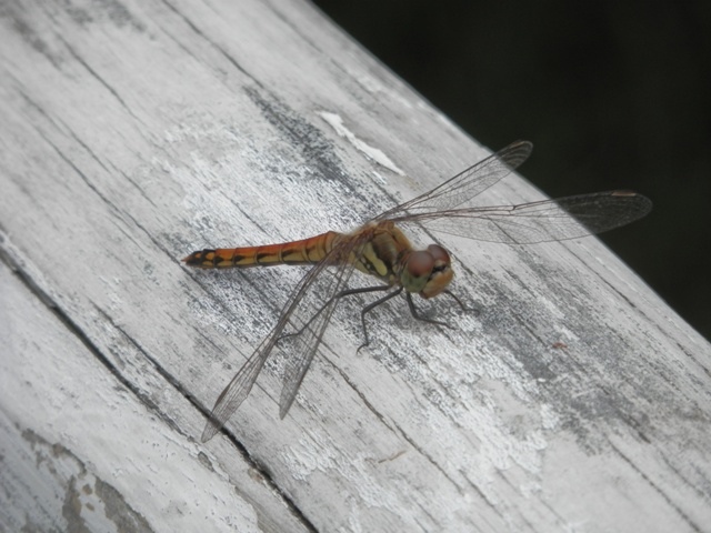P000087.jpg
