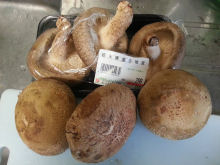 生椎茸②