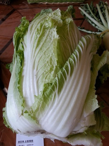 白菜(茨城県産)1