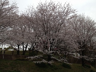 白沢渓谷の桜２