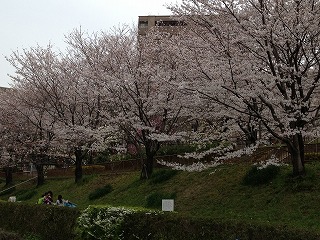 白沢渓谷の桜４