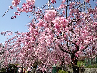 東谷山フルーツパーク桜５