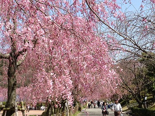 東谷山フルーツパーク桜４