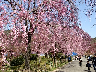 東谷山フルーツパーク桜３