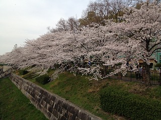 山崎川の桜3