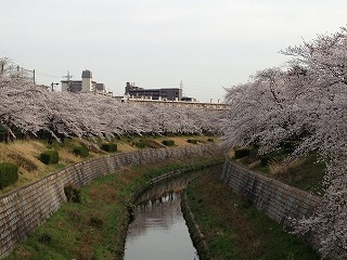 山崎川の桜1