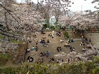 山崎川の桜4