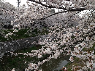 山崎川の桜7