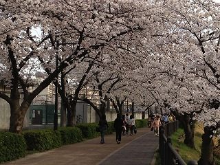 山崎川の桜5