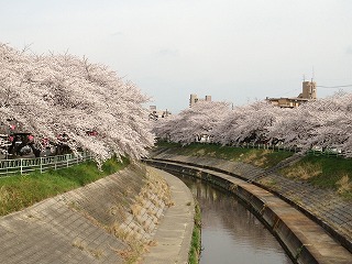 香流川の桜１