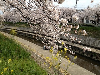 香流川の桜３