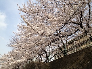 香流川の桜４
