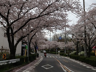 山の手通りの桜並木①