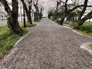 雨池の桜④