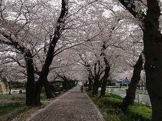 雨池の桜②