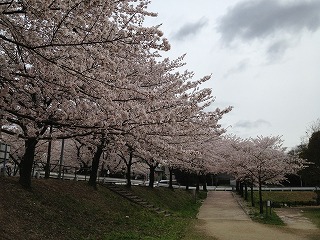 雨池の桜⑤