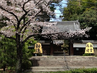 山の手通りの桜並木　大森寺
