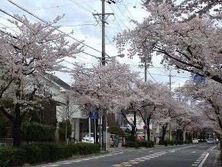 山の手通りの桜並木⑤