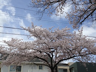 山の手通りの桜並木④