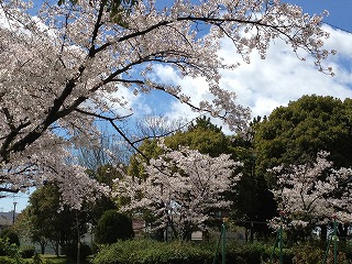 下市場公園の桜①