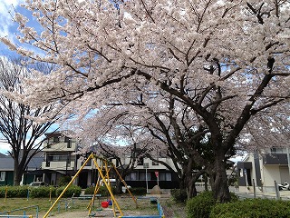 天子田公園の桜①