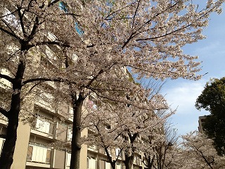 香流荘の桜