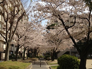 香流荘の桜
