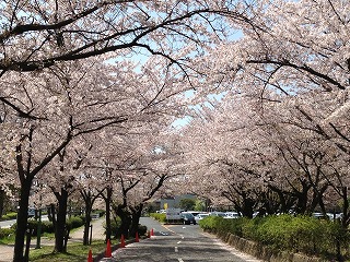 小幡緑地の桜①