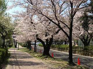 小幡緑地の桜②