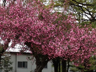 松本城　花